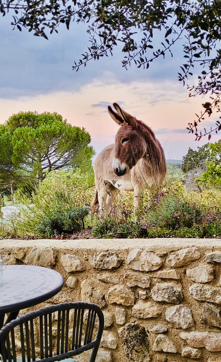 Les ânes du Domaine Saint Victor