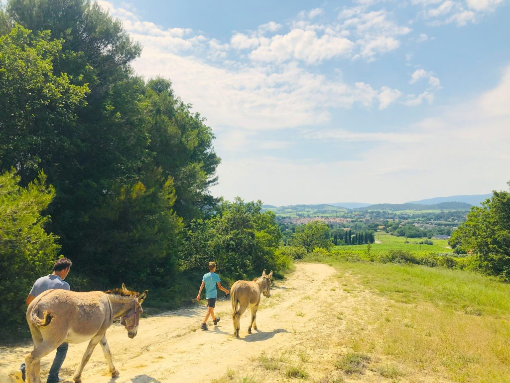 Balade avec les ânes dans le Luberon
